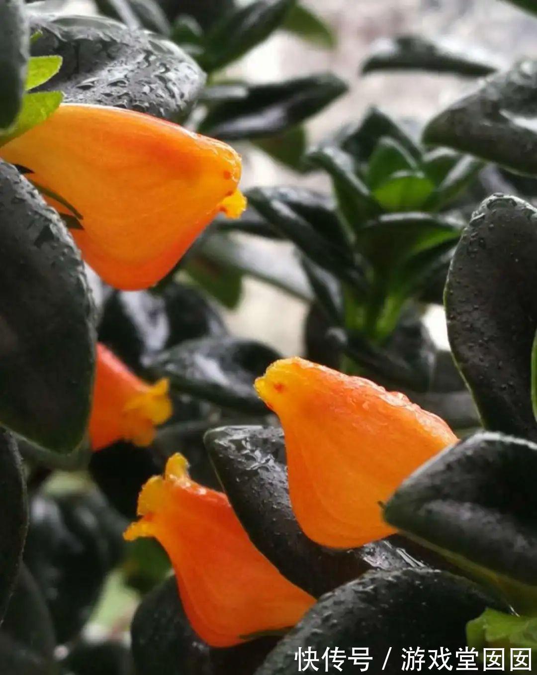 给花喷点它，叶片油绿茂密，花苞嘟噜噜冒出来