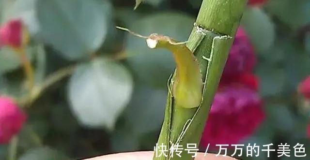 成就感|月季界的新宠,手把手教你制作树状月季,自己动手更有成就感