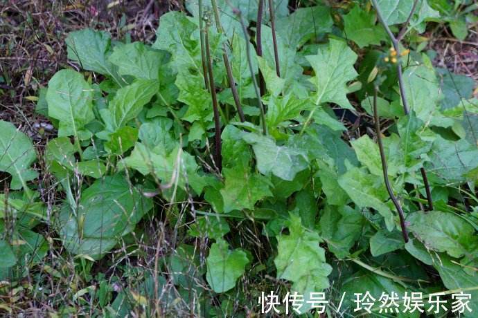黄鹌菜|女人想要老得慢,脸上少点皱纹,3种野菜,养护子宫,越吃越年轻