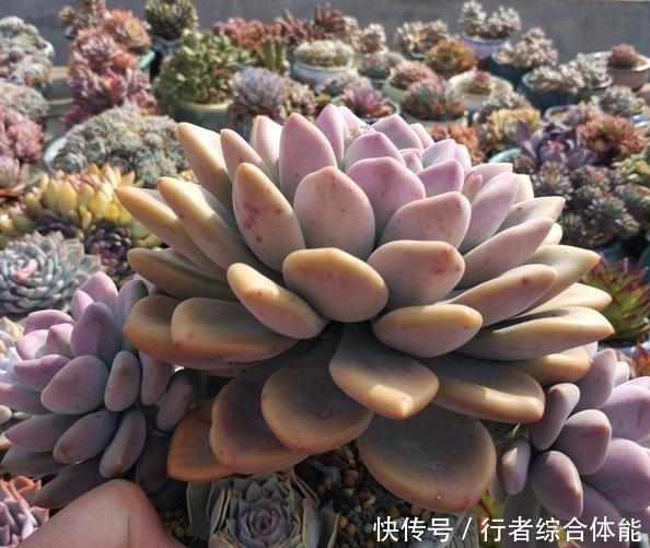 花友|放在顶楼露养1个月后,给多肉拍照的时候,再也不用开滤镜了!