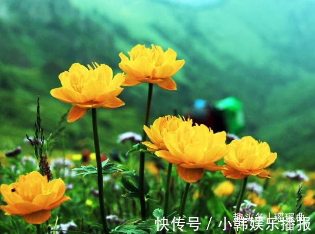 此花是皇廷贡品,可使人保持青春靓丽,是侠义之士的代表