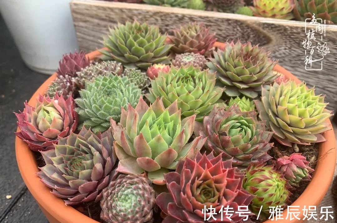 框子|这多肉拼盘这么仙!如何制作达人手把手教你制作长生草拼盘!