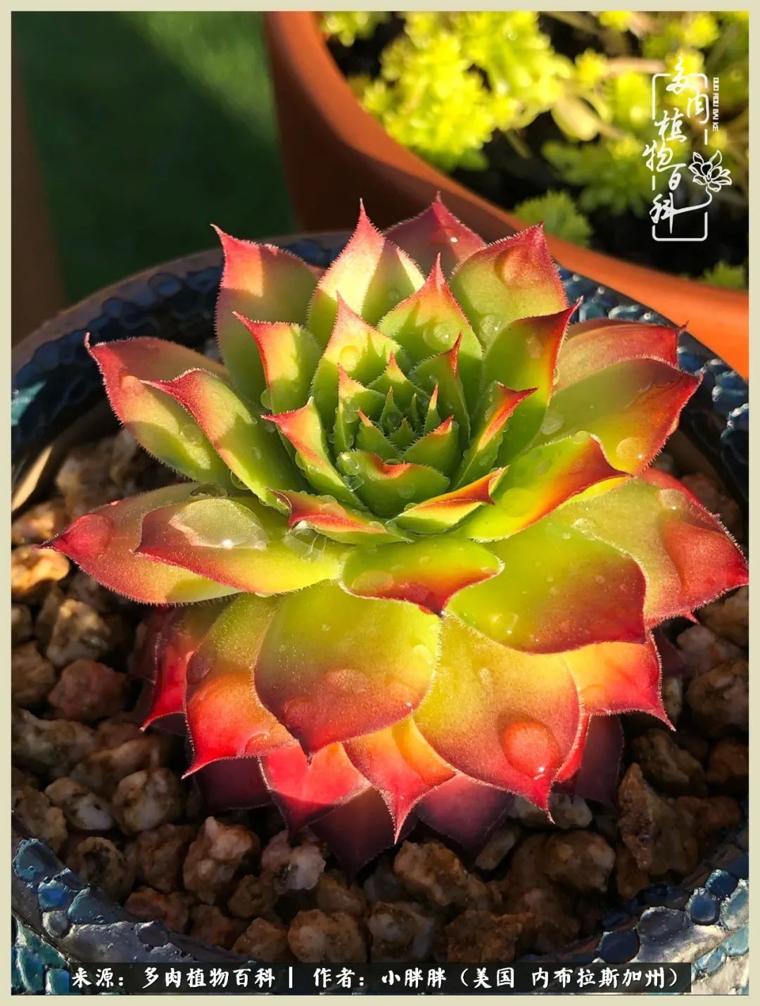 百科|这多肉对比图太上头了！小白鄙视链奋斗记之咸菜干也有春天！
