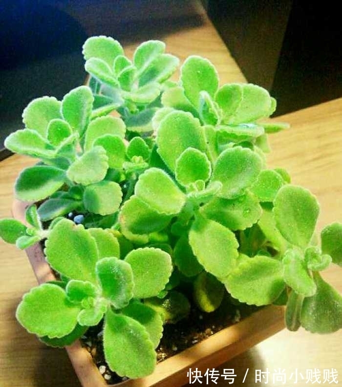 六种花是有名的“生活小帮手”，建议养一盆，以备不时之需