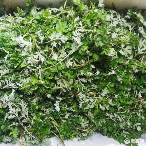 辨别|10种野菜辨别图，遇见了记得摘回家，再不摘点尝尝，下个月就老了