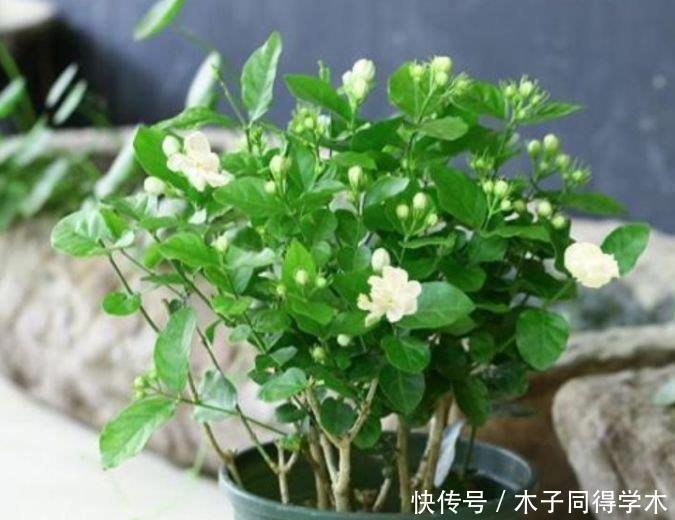 长春花|4种花养家里,1盆顶“5盆”,给点水就疯长,越开越美!