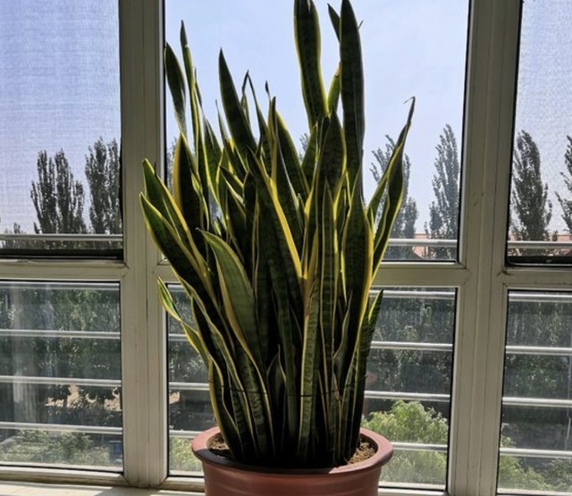 植株|净化空气的“2种花”，春节养“2盆”，40天后株型美，绿油油！