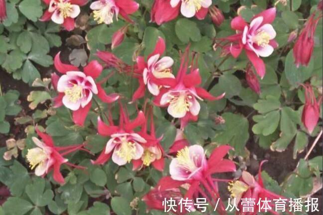 喜欢在家中养护花卉，就选择开花繁多，花色艳丽丰富的3种花卉