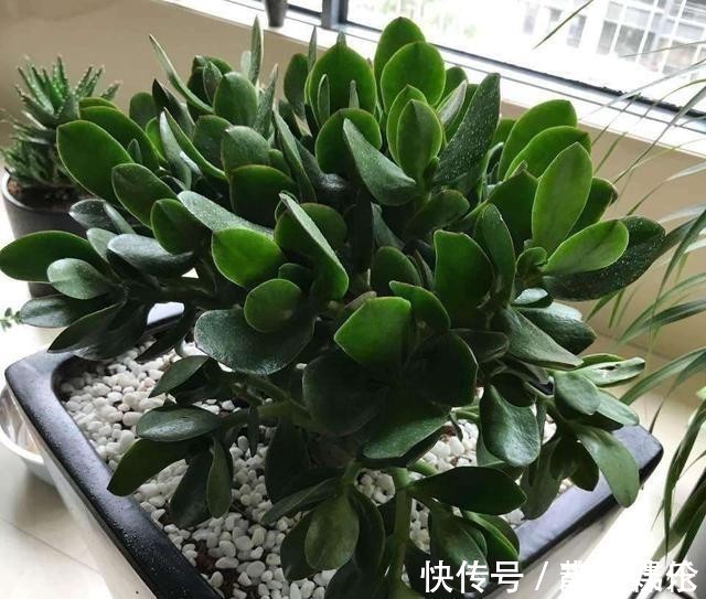 长寿花|只要一片叶子就能插活的花，有3种，繁殖了一盆又一盆