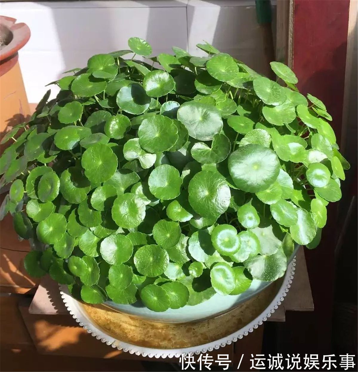 栽种|4种名字带“财意”的植物,是吉祥的观赏花,家里有空建议养一盆