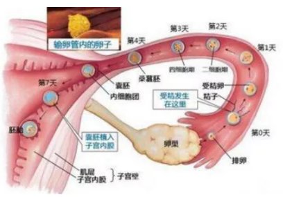 输卵管|【医学小常识】子宫肌瘤会影响怀孕吗？