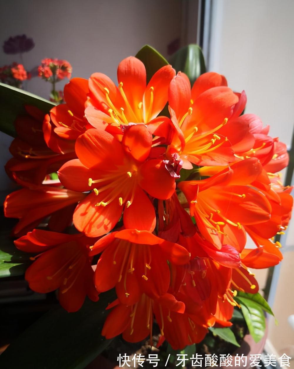 10大健康花,建议养一盆,不但能吸废气制氧气,还好养贵气