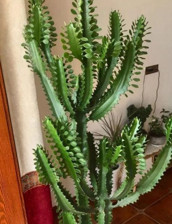 家养这些植物,一月浇一次长得旺,叶子油绿开花多!