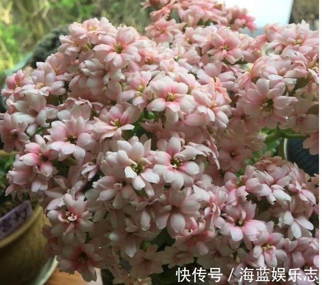 绿油油|长寿花不长还黄叶用3法急救,轻松解决,爆成大花球