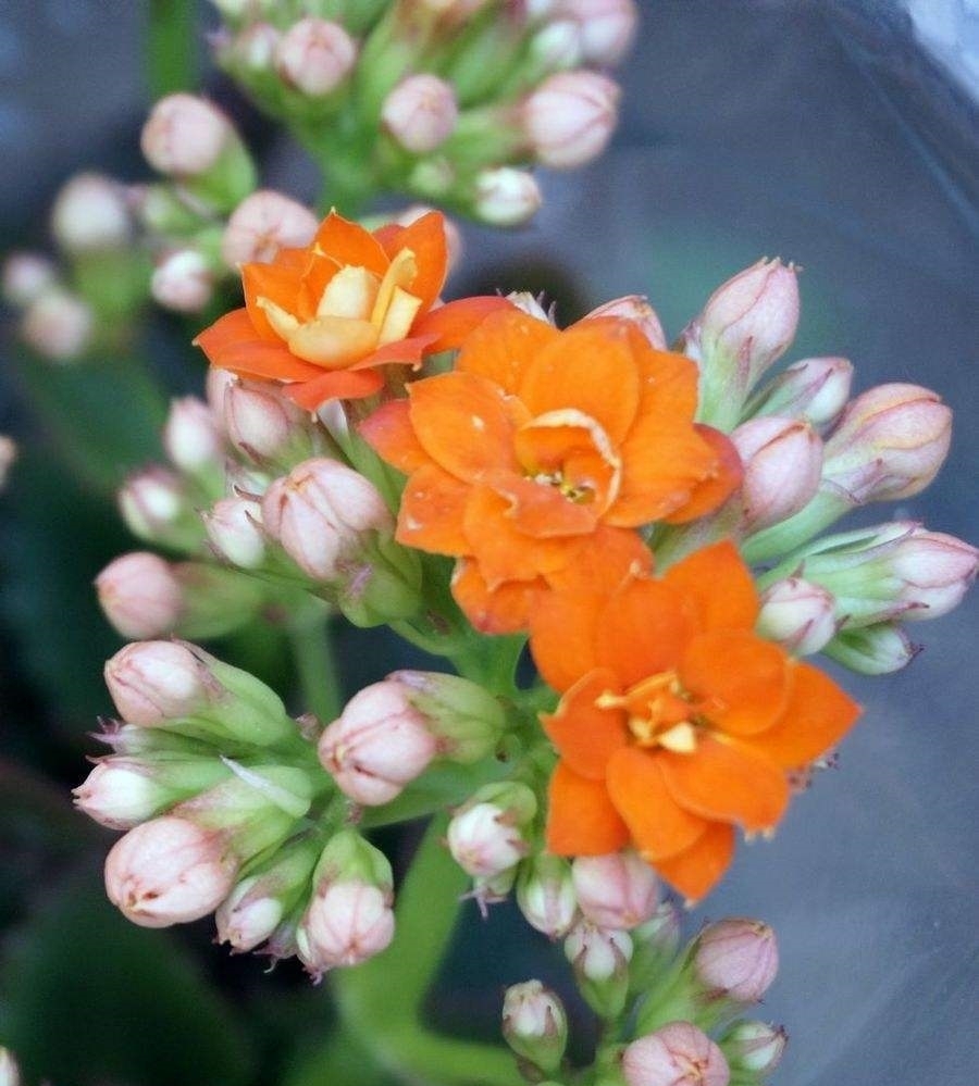 秋养长寿花需要做很多,具体养护步骤都有了,再不打理就晚了