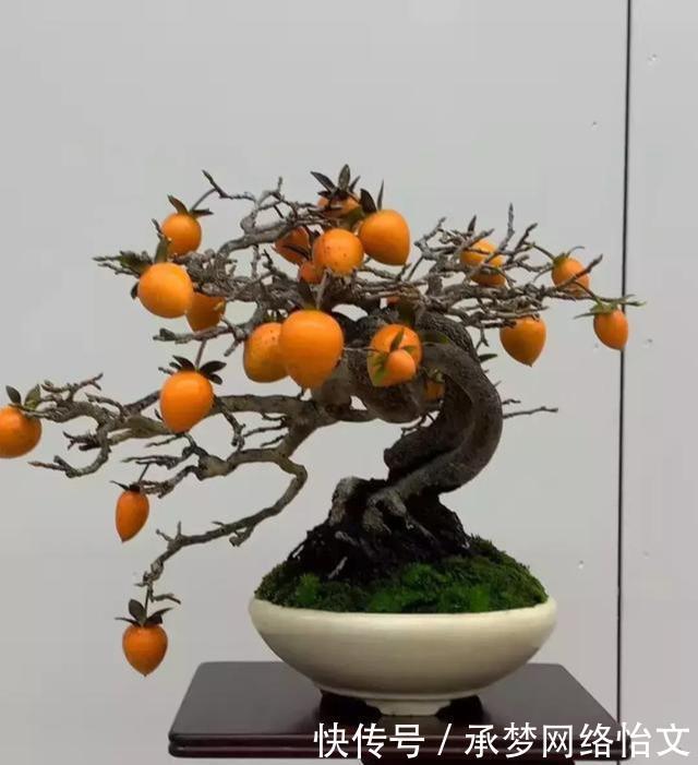 重点|什么算的上是好盆景学会看芯,芯是盆景的重点