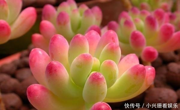 多肉植物|多肉总是“长不大”，注意5点，养出“肉质感”，肥嘟嘟就爆盆！
