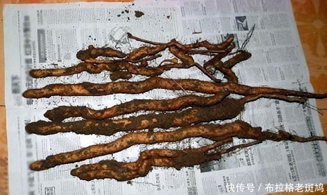 长寿|96岁中医喝粥数十年,他说少吃保健品,常喝2碗粥,健康更长寿