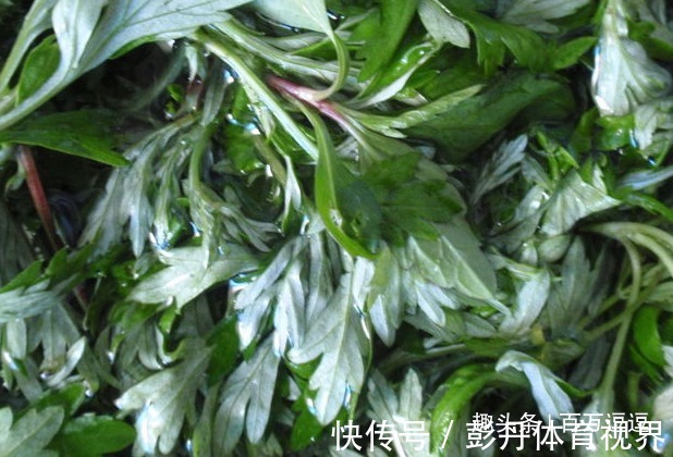 养生草|艾草是女性的“养生草”,具体到底有什么功效!越吃气色越好