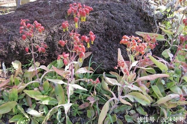 落地生根属的大家庭,品种多,花朵好看!