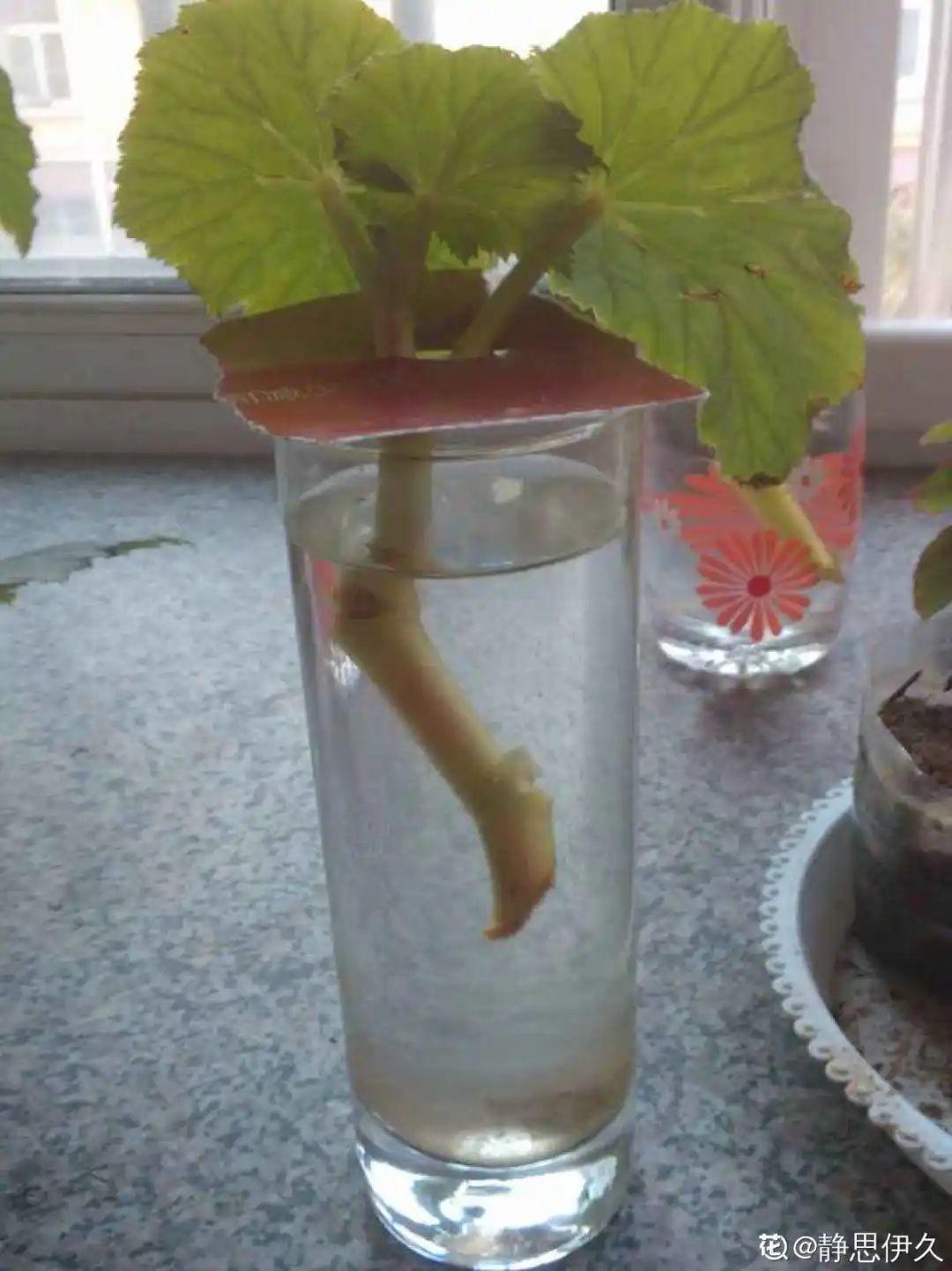 8种花夏天太容易死,现在赶紧扦插,死了也不心疼!