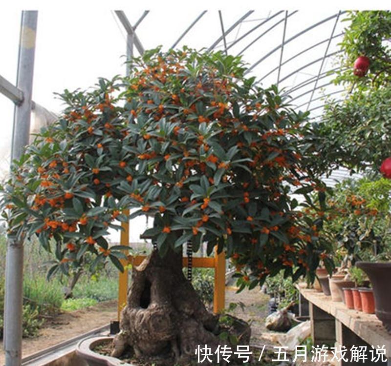 罗汉松|7种树“进宅”,旺财镇宅,延绵百年,家里有地方,一定养一棵