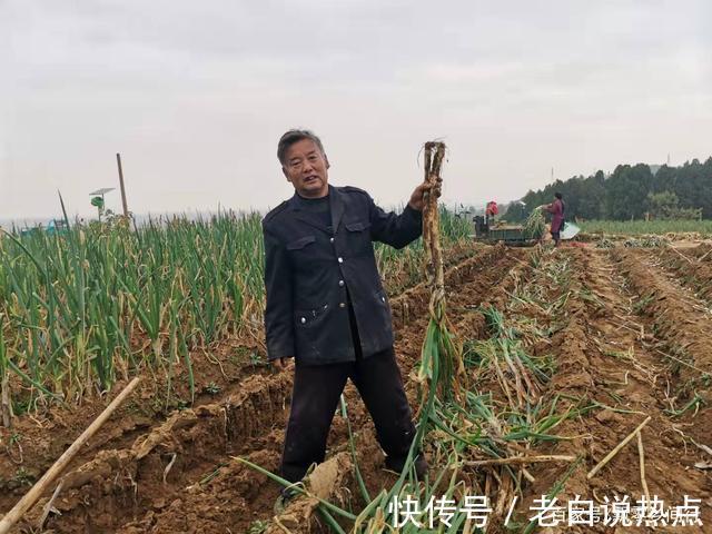 苗发勇|济南章丘大葱价格高,葱农们很无奈,看看他们说的