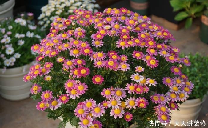 侧芽|5种花,夏天要“狠修剪”,剪的越多,花枝越多,好度夏