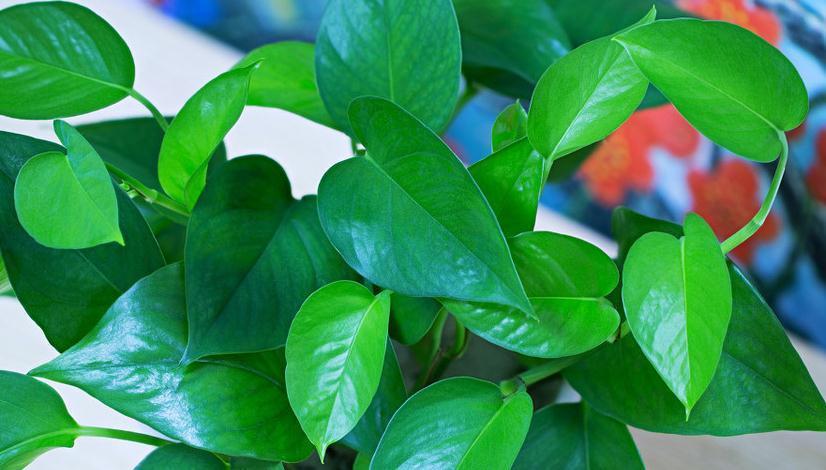 北阳台不适合养花,5种花,在北阳台轻松开出花海