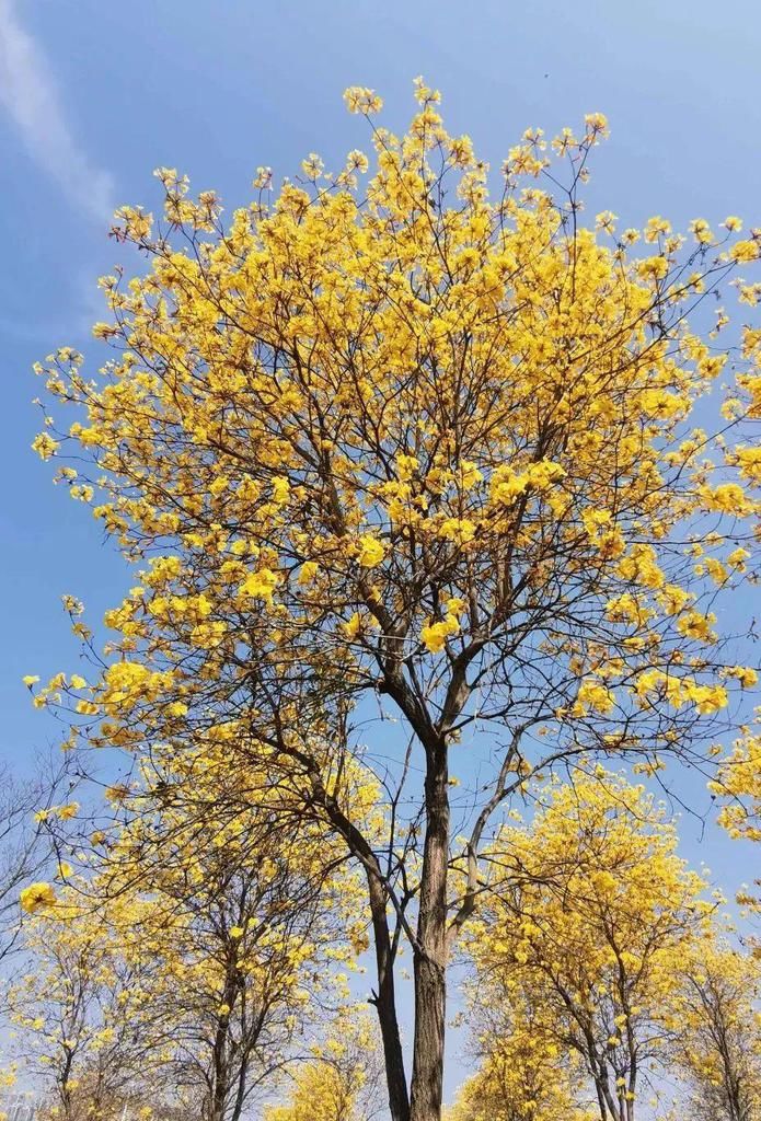 风铃花正如痴如醉 ，静待君赏