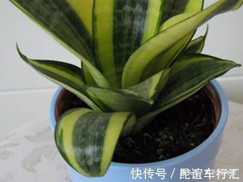 家养虎皮兰总是长不好,三个错误要避免,这样才能轻松长不停