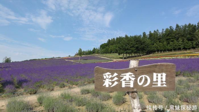 富田|花海观光胜地，薰衣草天堂，日本的中富良野