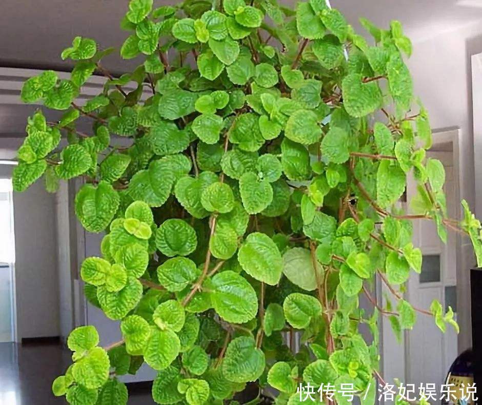 人养花,花也养人,4种花是空气卫士,养在家里一级棒