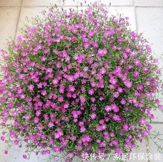 养花试试这几款，花开繁盛花香怡人，花朵粉嫩丰腴，绚丽夺目