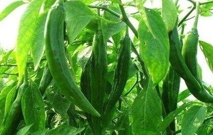 人到中年|人到中年血液粘稠，不要慌！秋后多吃此物，血管畅通了，皮肤细腻