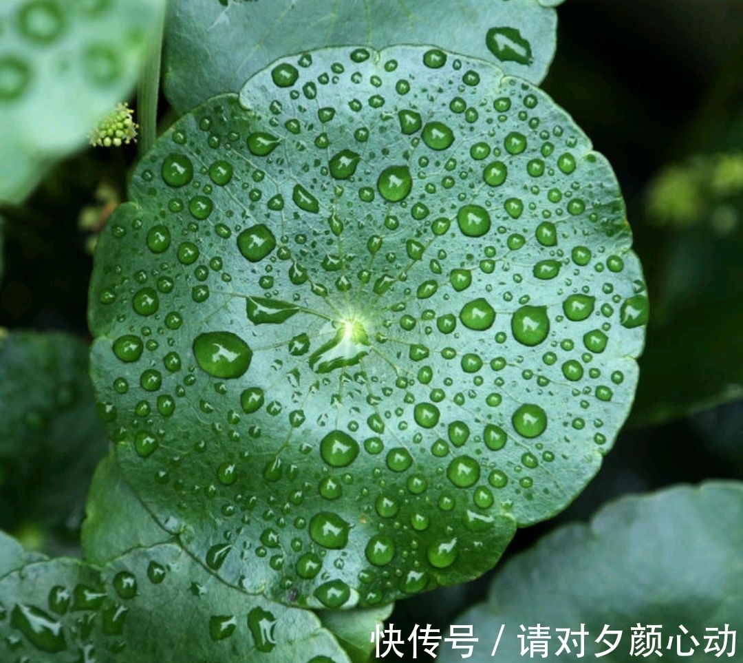 9种养不死的花,绿萝只能排最后,再养不活就剁手吧