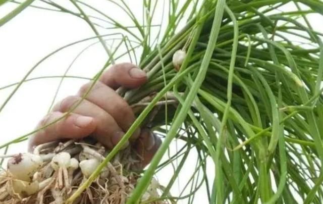 野菜|农村''似蒜非蒜''的野菜，实质上为名贵药材，不要傻傻的拿来吃了