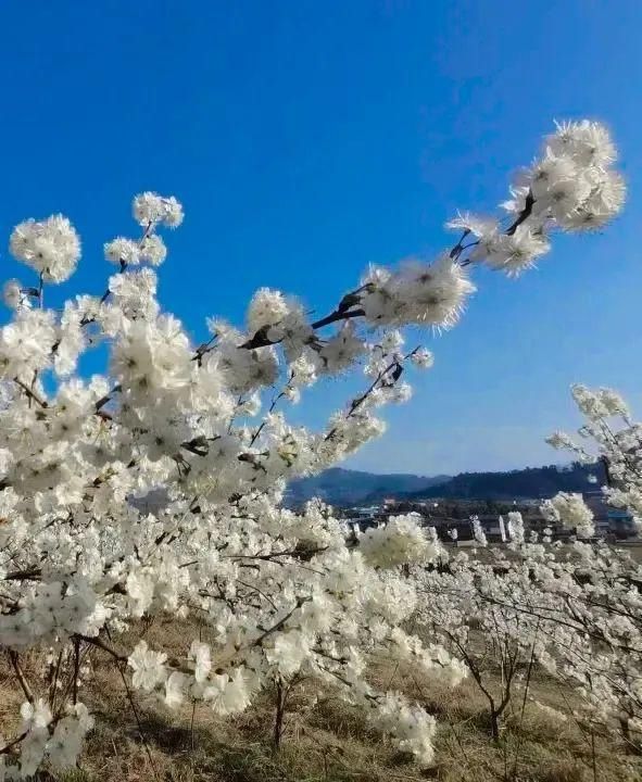 巴渠满目竞芬芳！达州发布带你去“寻春”