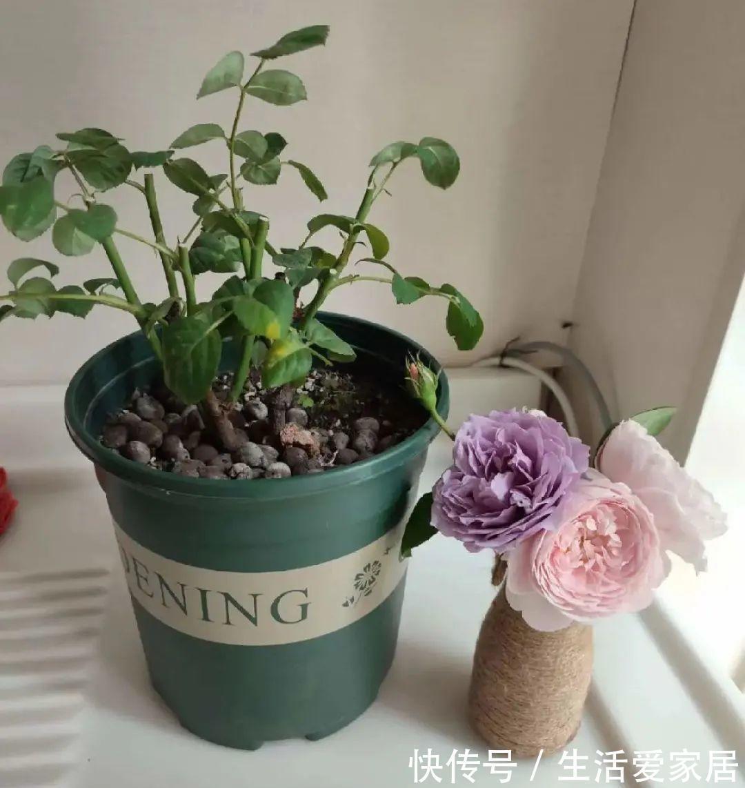 茶花|3种花，进入9月容易“饿”，多晒太阳，施对肥，很快开出碗大的花