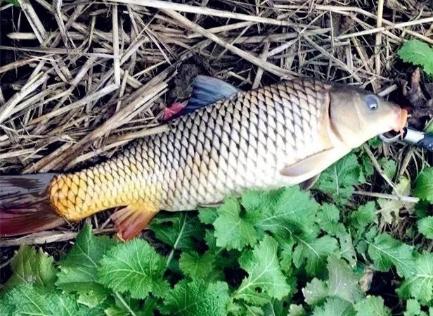 冬季垂钓最管用的三种方法,多窝钓不是最佳,最后一个却经常爆护