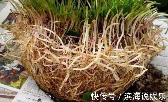 兰花|这几种花是吃土机器,秋天必须换盆土,否则再怎么养都黄叶哗哗掉