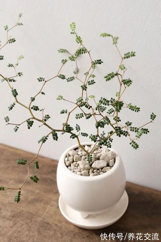 很少花友养的网红“童话树”,可真不难养,你会觉得好看不?