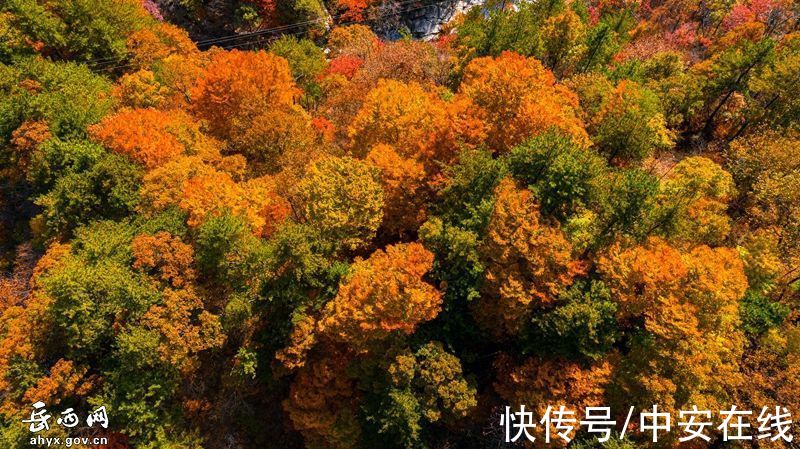 大别山|“岳西红”，大别山迎来绝美秋景