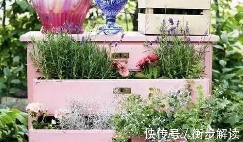 除了花盆之外,这些东西也是绝佳的养花神器,你用过吗?