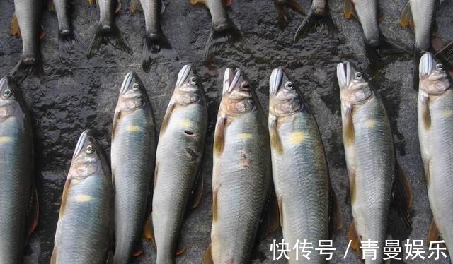 很多钓友不认识此鱼,能散发特殊香味,被市场誉为“淡水鱼之王”