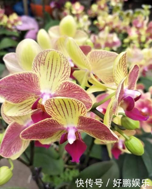 4种不同风格的花,谁见了都爱养,各有各的气质