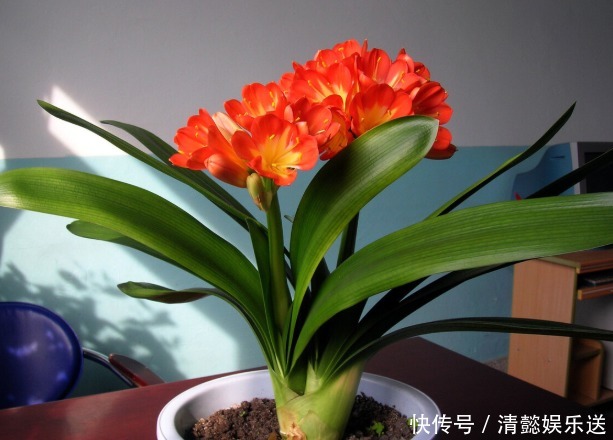 君子兰催花实操经验，现在行动，一个月后就冒花箭