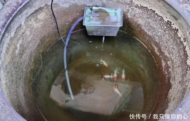 种鱼饲料|不能因为突然制作或者更换了新的鱼饲料,就去大量给观赏鱼投喂