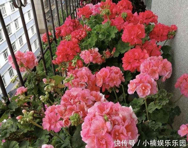 4种花“趁早”剪,把枝条、叶子全剪了,长得密、开花早