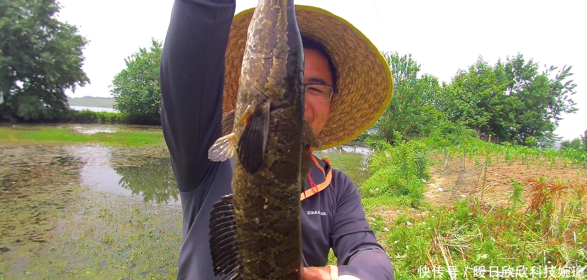 初夏钓黑鱼黄金季,手竿已钓数十条,攻略技巧分享